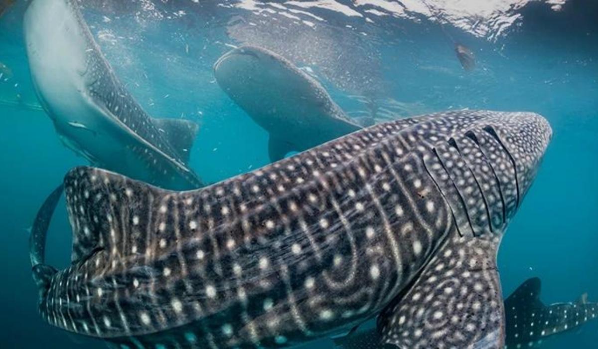 The Whale Sharks of Qatar